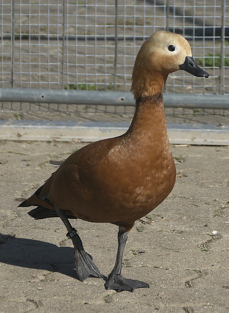 车辆